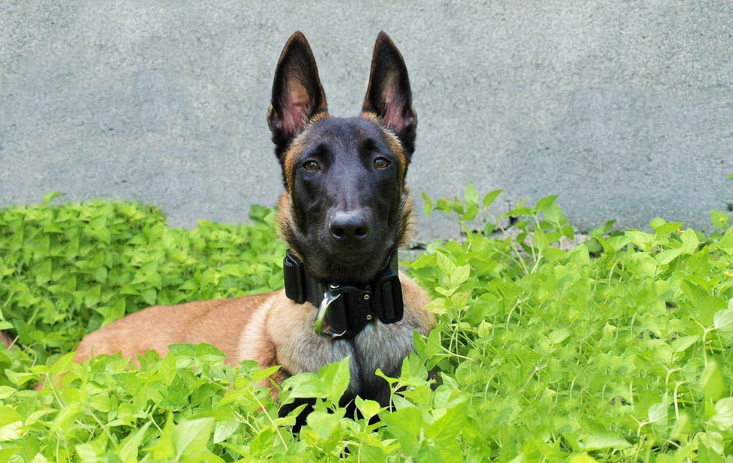collar k9 con broche austrialpin