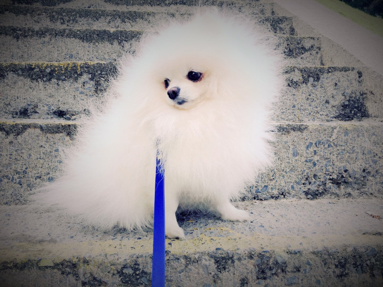 perro pomeriano correa rudog