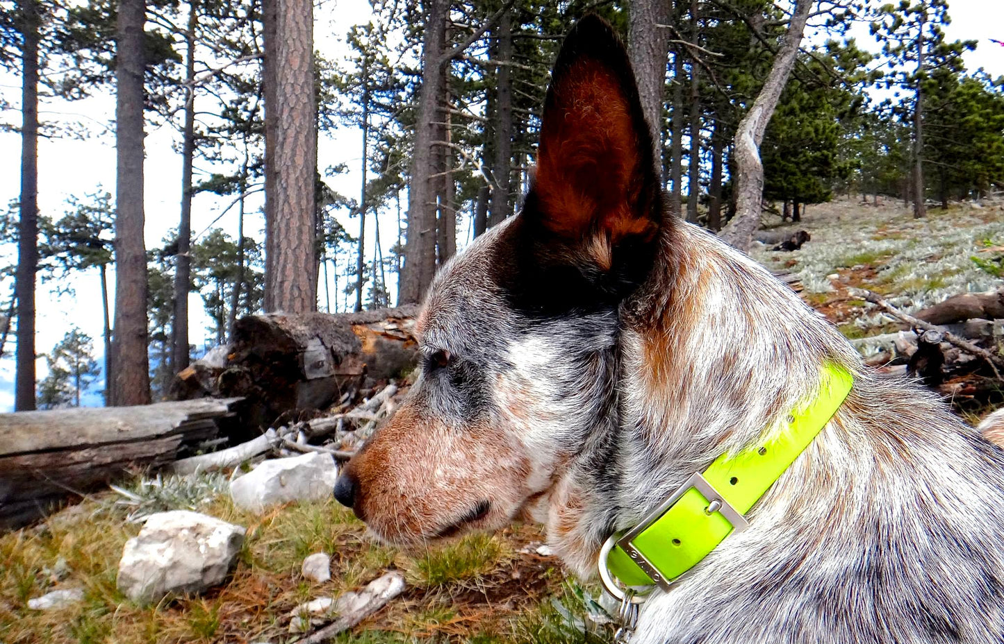 Perro blue heeler en el bosque con un collar amarillo mate.