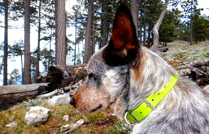 Perro blue heeler en el bosque con un collar amarillo mate.
