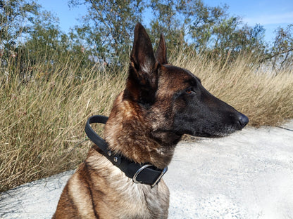 Perro pastor belga con collar de intervención RUDOG en color negro.