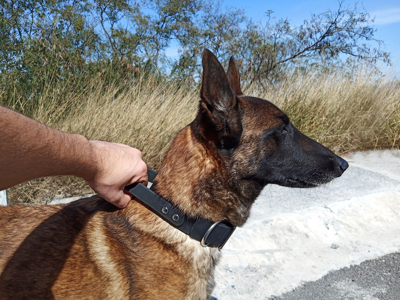 Perro pastor belga controlado con collar de intervención RUDOG en color negro.