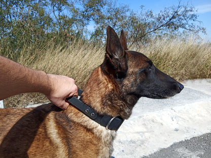 Perro pastor belga controlado con collar de intervención RUDOG en color negro.