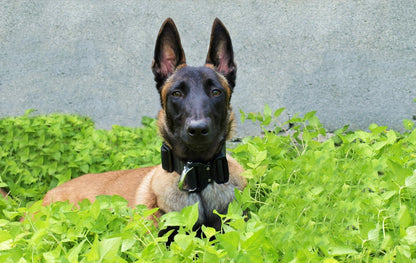 collar k9 con broche austrialpin