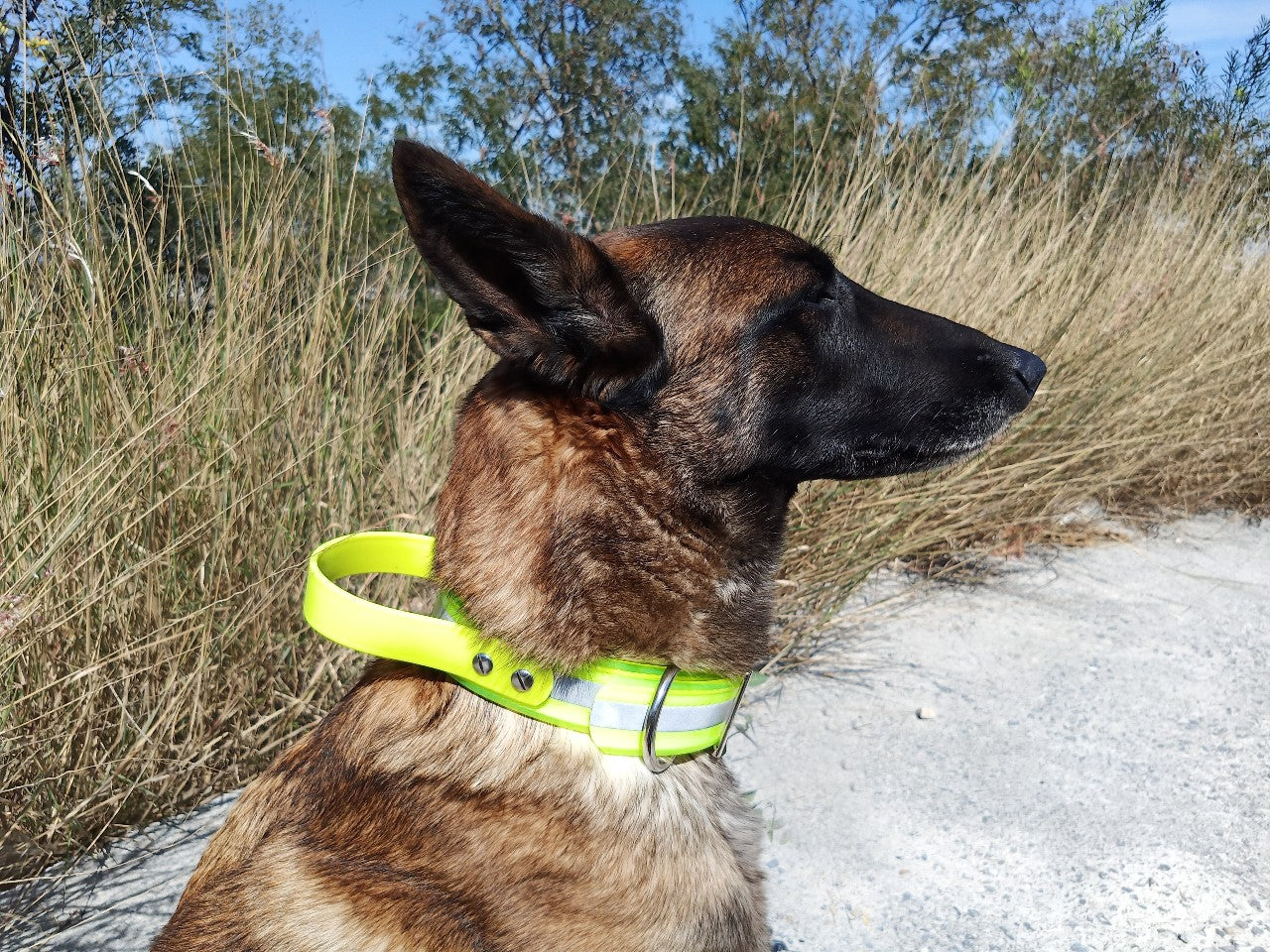 Perro pastor belga con collar de intervención RUDOG en color amarillo.