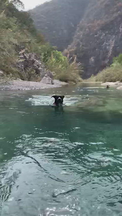 Perro nadando en río con collar ajustable de biothane color naranja y acero inoxidable.