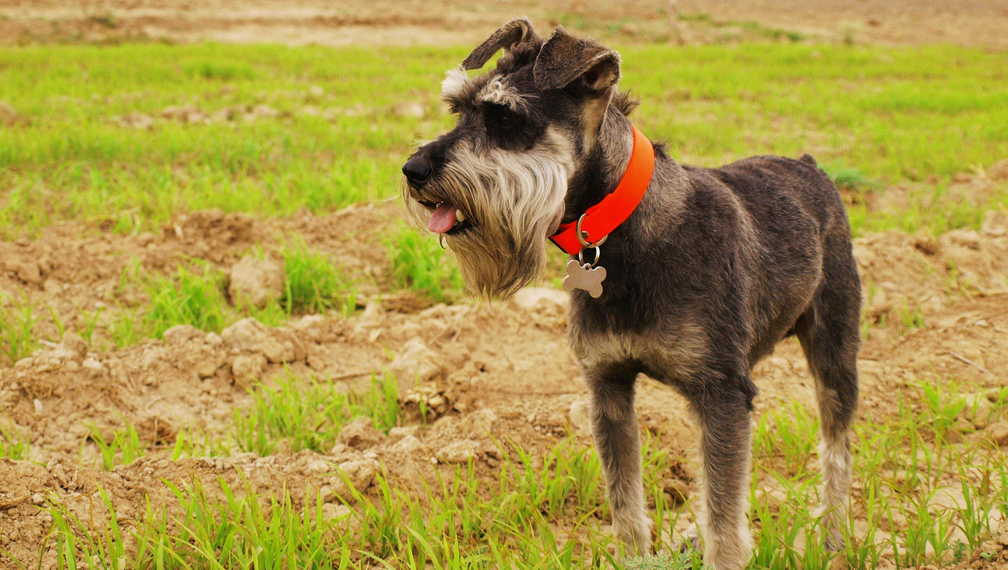 Perro schnauzer en el campo, con collar ajustable de biothane color naranja y acero inoxidable. 