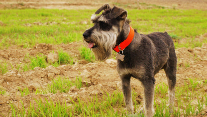 Perro schnauzer en el campo, con collar ajustable de biothane color naranja y acero inoxidable. 